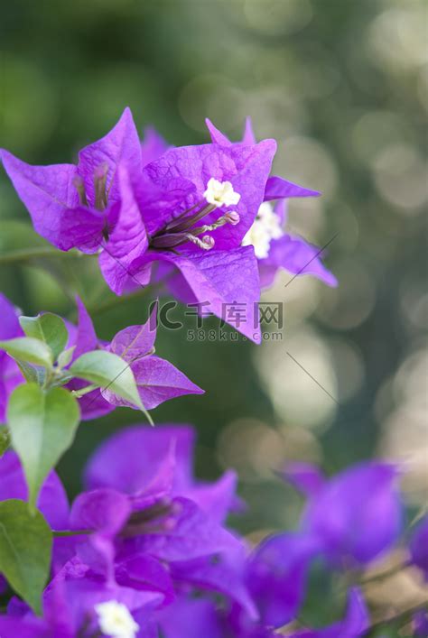 九重葛风水|风水 —住宅庭院植物风水（一点要注意自己的运势）